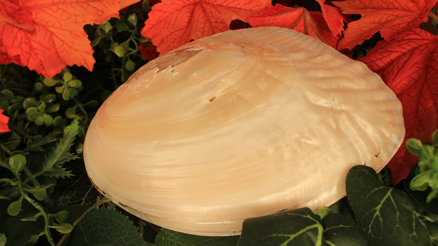 Perlmutt Muschel mit eingewachsener Perle