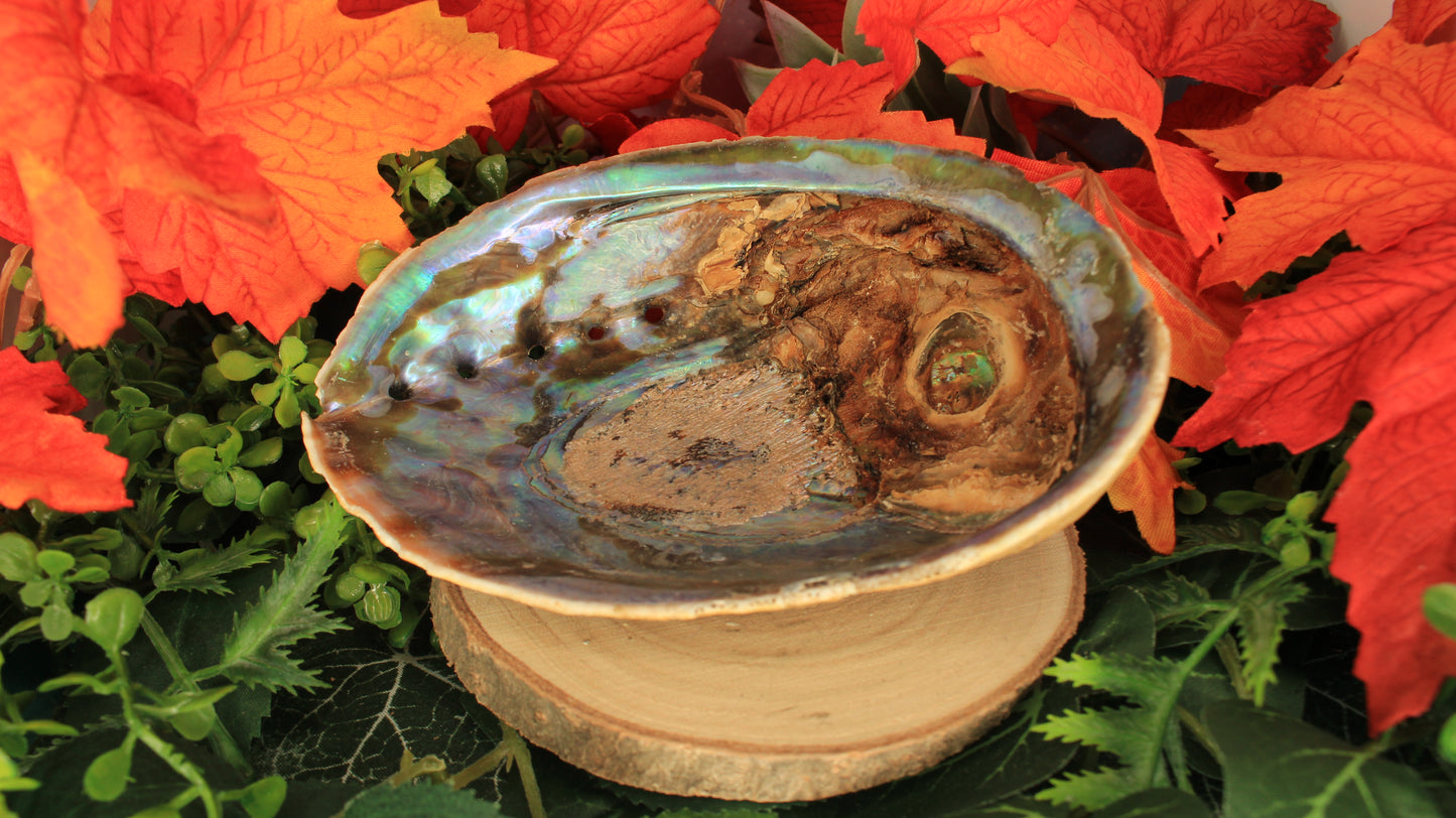 Natürliche Regenbogen Abalone Muschel