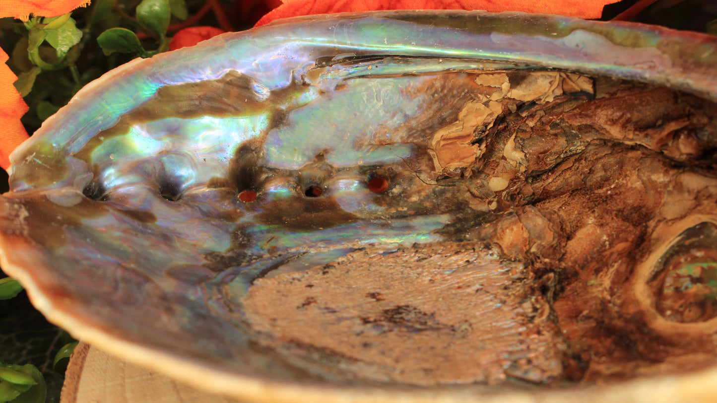 Natürliche Regenbogen Abalone Muschel