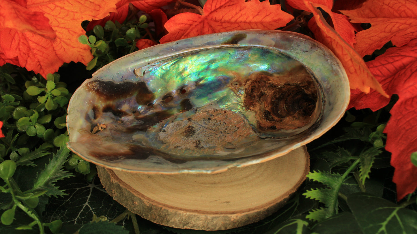 Natürliche Regenbogen Abalone Muschel