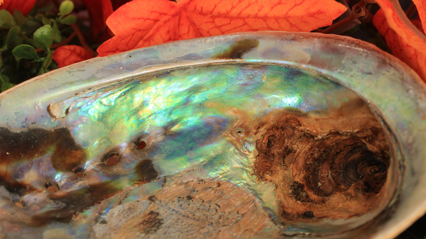 Natürliche Regenbogen Abalone Muschel