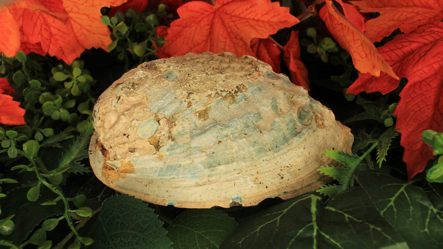 Natürliche Regenbogen Abalone Muschel